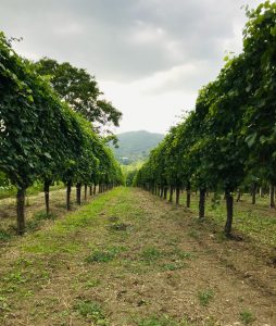 Il Greco di Tufo
